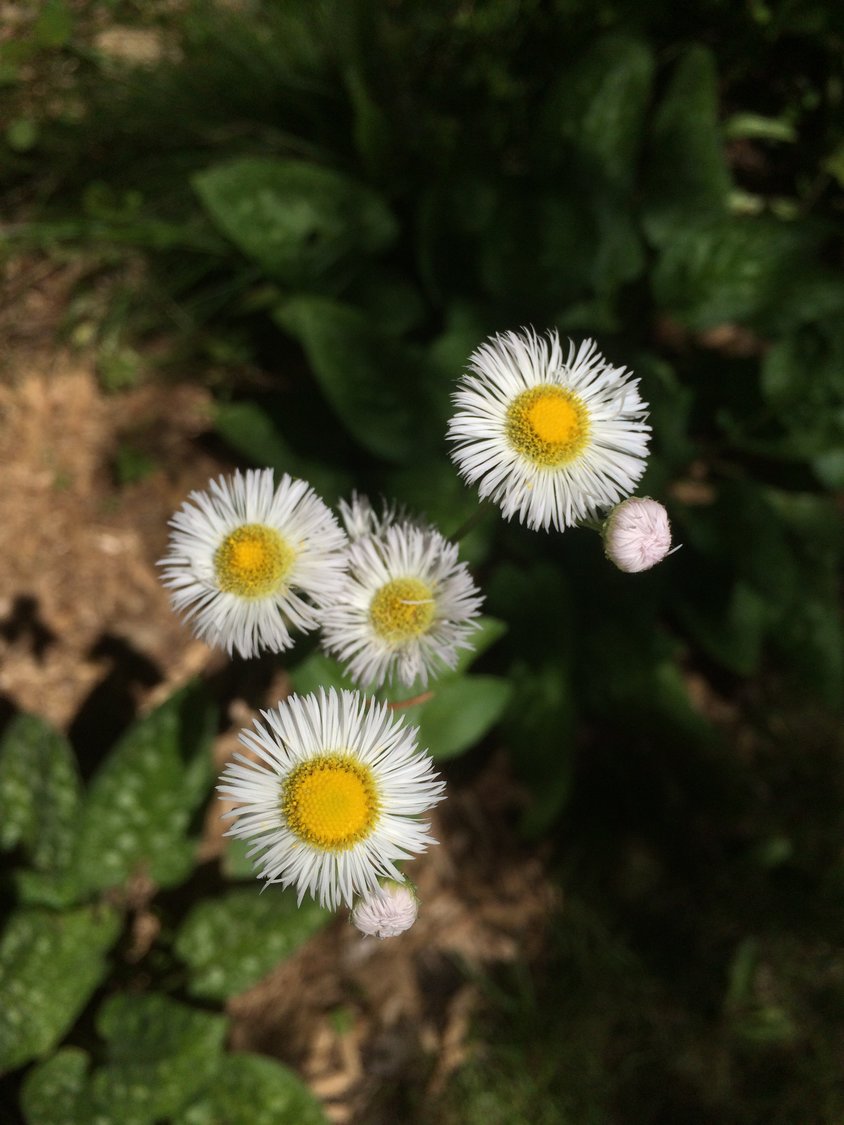 The whitish-pink flowers of daisy fleabane are commonly seen in fields, along roadways and in waste places. According to the National Audubon Society’s “Field Guide to Wildflowers,” the name derives from a belief that the dried flowers could rid a home of fleas.